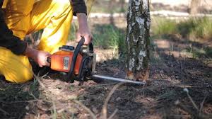 Best Tree Health Inspection  in Santa Ana Pueblo, NM