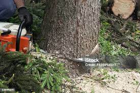 Best Tree Removal  in Santa Ana Pueblo, NM