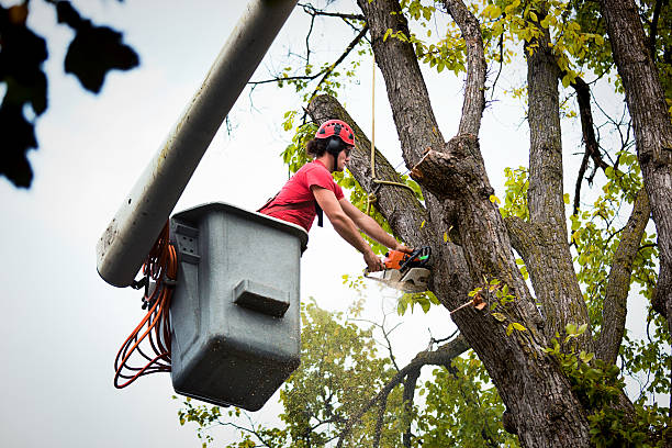 Best Arborist Consultation Services  in Santa Ana Pueblo, NM