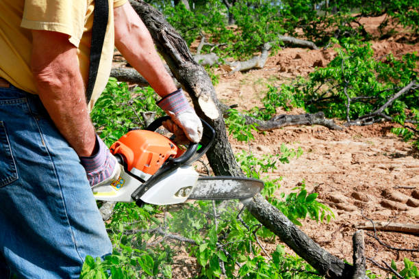 Best Tree and Shrub Care  in Santa Ana Pueblo, NM